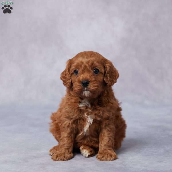 Gail, Cavapoo Puppy